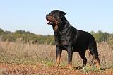 ROTTWEILER 117